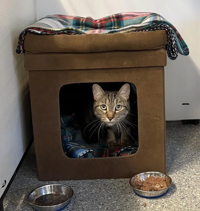 An adult medium-sized female Tabby (Brown / Chocolate) Tabby cat named Violet for adoption in Carson City, NV