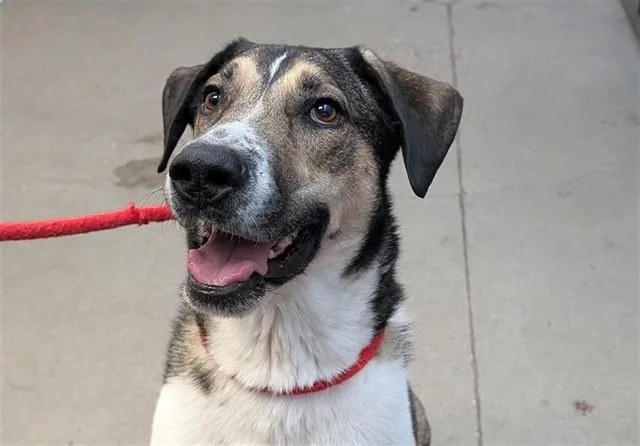 An adult large-sized male German Shepherd Dog dog named Erebus for adoption in Tucson, AZ