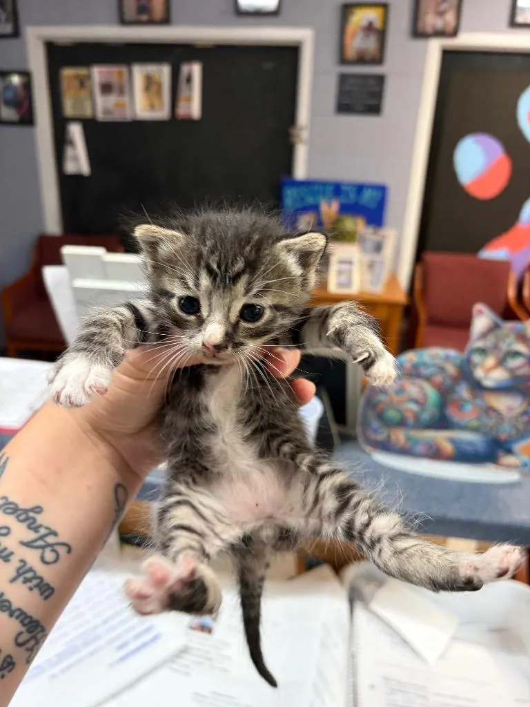A baby small-sized male Domestic Short Hair cat named Colin for adoption in Brownwood, TX