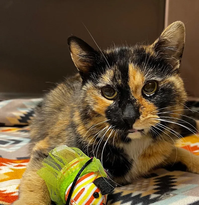 A baby medium-sized female Domestic Short Hair cat named Eggo for adoption in Logan, UT