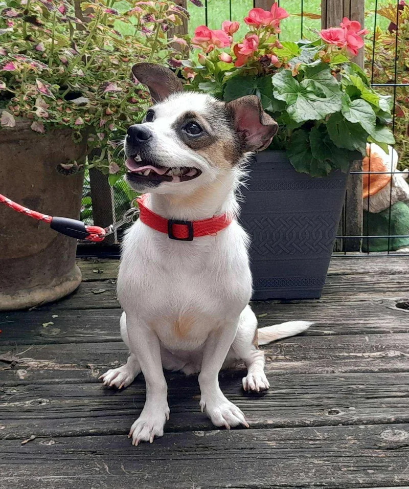 An adult small-sized female Chihuahua dog named Clarice for adoption in Oswego, IL