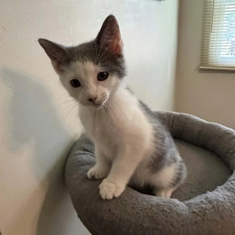 A baby medium-sized male Gray & White Domestic Short Hair cat named Basil for adoption in Martinsville, IN