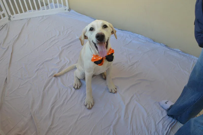 A baby large-sized male Labrador Retriever dog named Remi for adoption in McKinney, TX