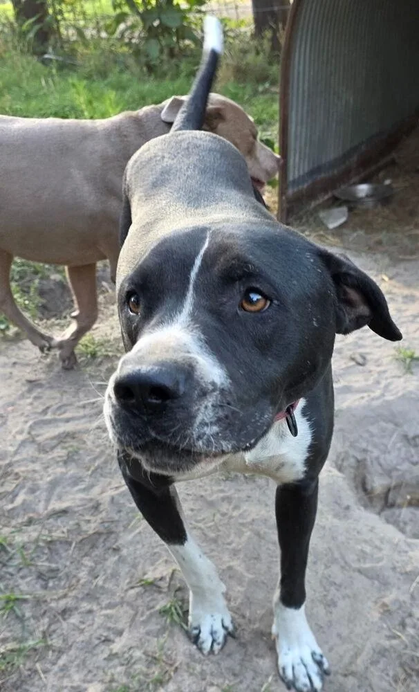 A young large-sized male Tricolor (Brown, Black, & White) Pit Bull Terrier dog named Oscar The Outstanding for adoption in Brewster , NY