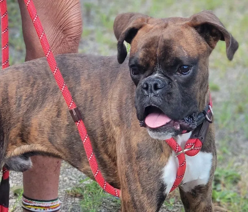 A young medium-sized male Boxer dog named Marty for adoption in Fountaintown, IN