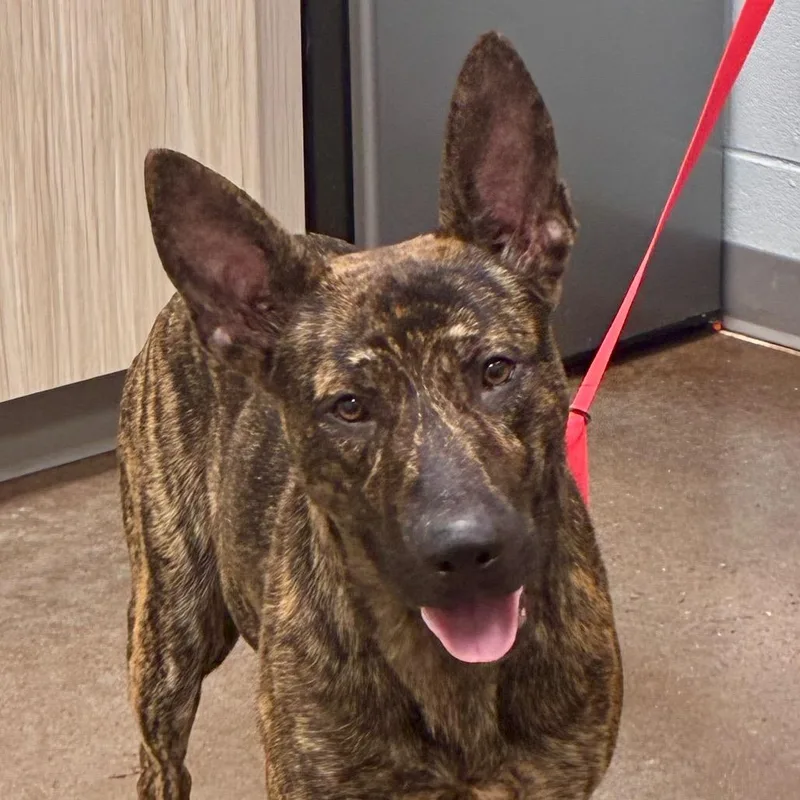 An adult large-sized male Brindle Dutch Shepherd dog named Banshee for adoption in Chattanooga, TN