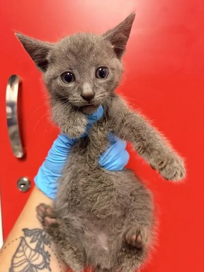 A young small-sized male Domestic Short Hair cat named B Wizard for adoption in North Charleston, SC