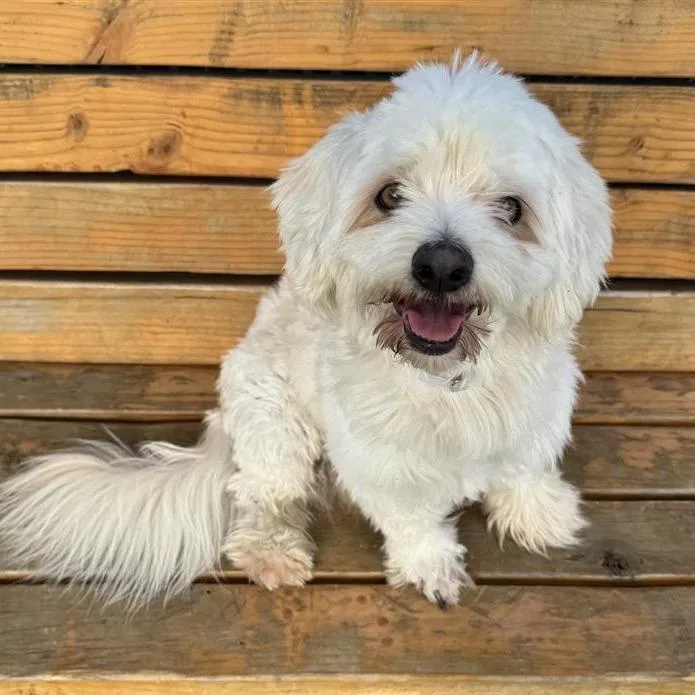 An adult small-sized male White / Cream Poodle dog named Mellow for adoption in Long Beach, CA