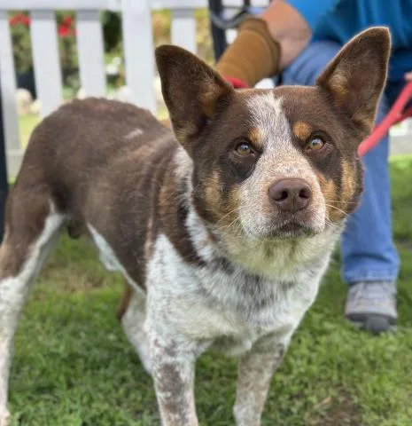 An adult large-sized male Australian Cattle Dog / Blue Heeler dog named Brooks for adoption in Camarillo, CA