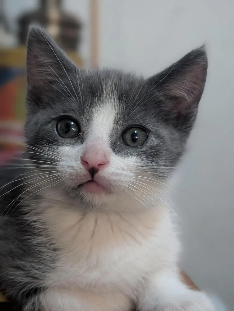 A baby small-sized male Gray & White Domestic Short Hair cat named Newt for adoption in Lancaster, CA