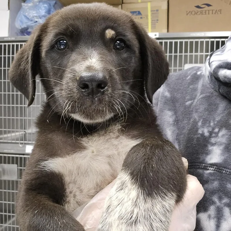 A baby large-sized male Mixed Breed dog named Quentin for adoption in Martinsville, VA