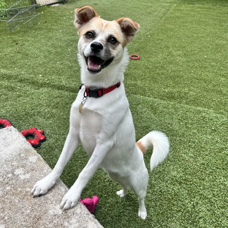 A young small-sized female Chihuahua dog named Lucy for adoption in Huntington, NY