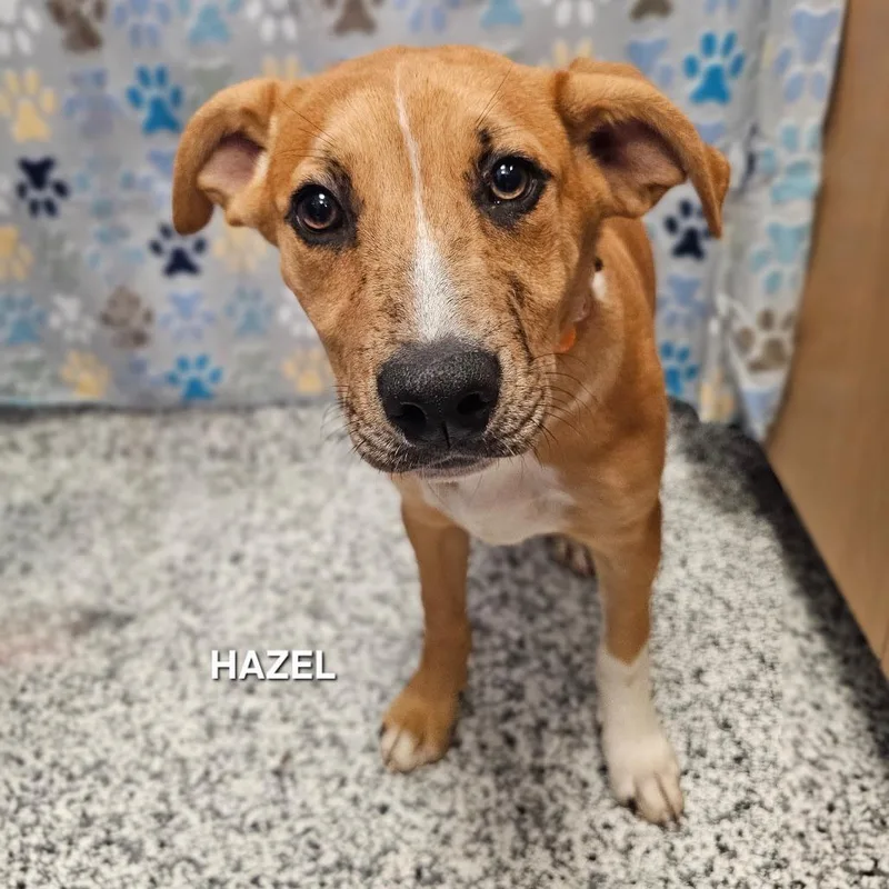 Hazel