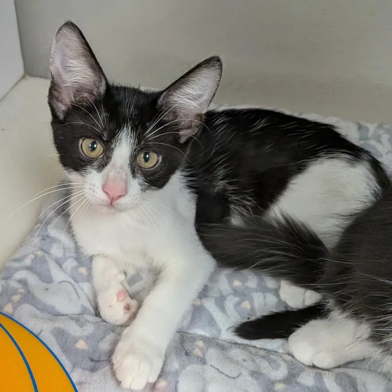 A baby small-sized female Black Domestic Short Hair cat named Fern for adoption in Hannibal, MO