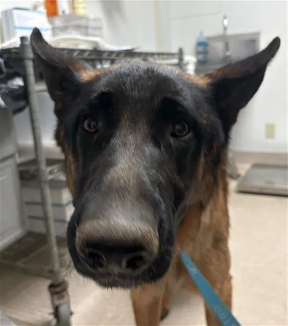 A young medium-sized male German Shepherd Dog dog named Apollo for adoption in Bakersfield, CA
