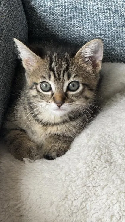 A baby small-sized female Domestic Short Hair cat named Scrappy for adoption in Fishers, IN