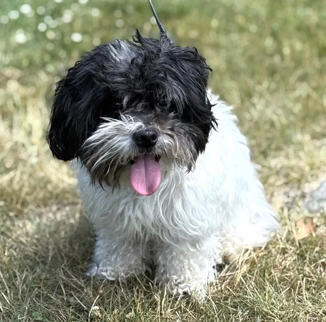 An adult medium-sized male Shih Tzu dog named Nene for adoption in Dedham, MA