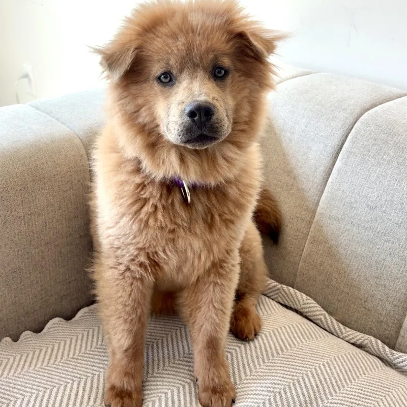 A baby medium-sized female Sable Chow Chow dog named Sadie for adoption in Longview, TX