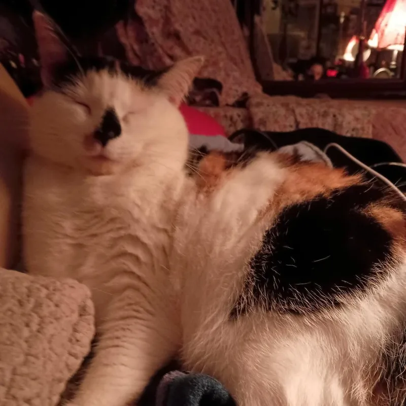 An adult small-sized female Calico Domestic Short Hair cat named Idah for adoption in Roanoke, VA