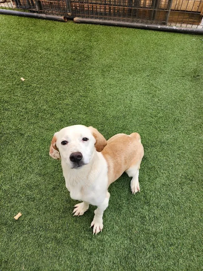 A baby medium-sized female Labrador Retriever dog named Charlie for adoption in Hopkinsville, KY