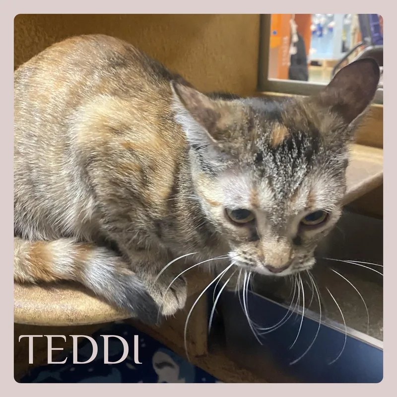 A young medium-sized female Tabby cat named Teddi for adoption in Lawton, OK