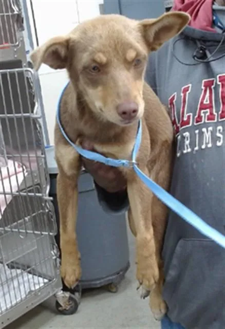 A young small-sized female Chihuahua dog named Layla for adoption in Salinas, CA