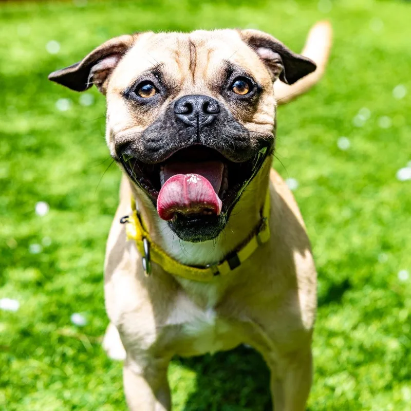 A young medium-sized male Apricot / Beige Pug dog named Nero for adoption in Naperville, IL