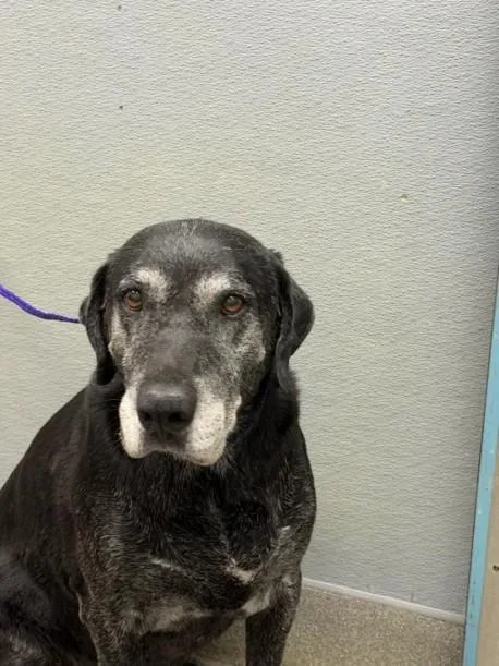 An adult large-sized male Labrador Retriever dog named Master for adoption in Las Vegas, NV