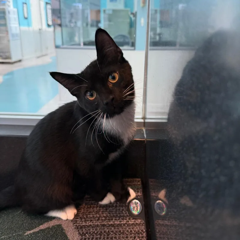A baby medium-sized male Black Domestic Short Hair cat named Kylian for adoption in Hawthorne, CA
