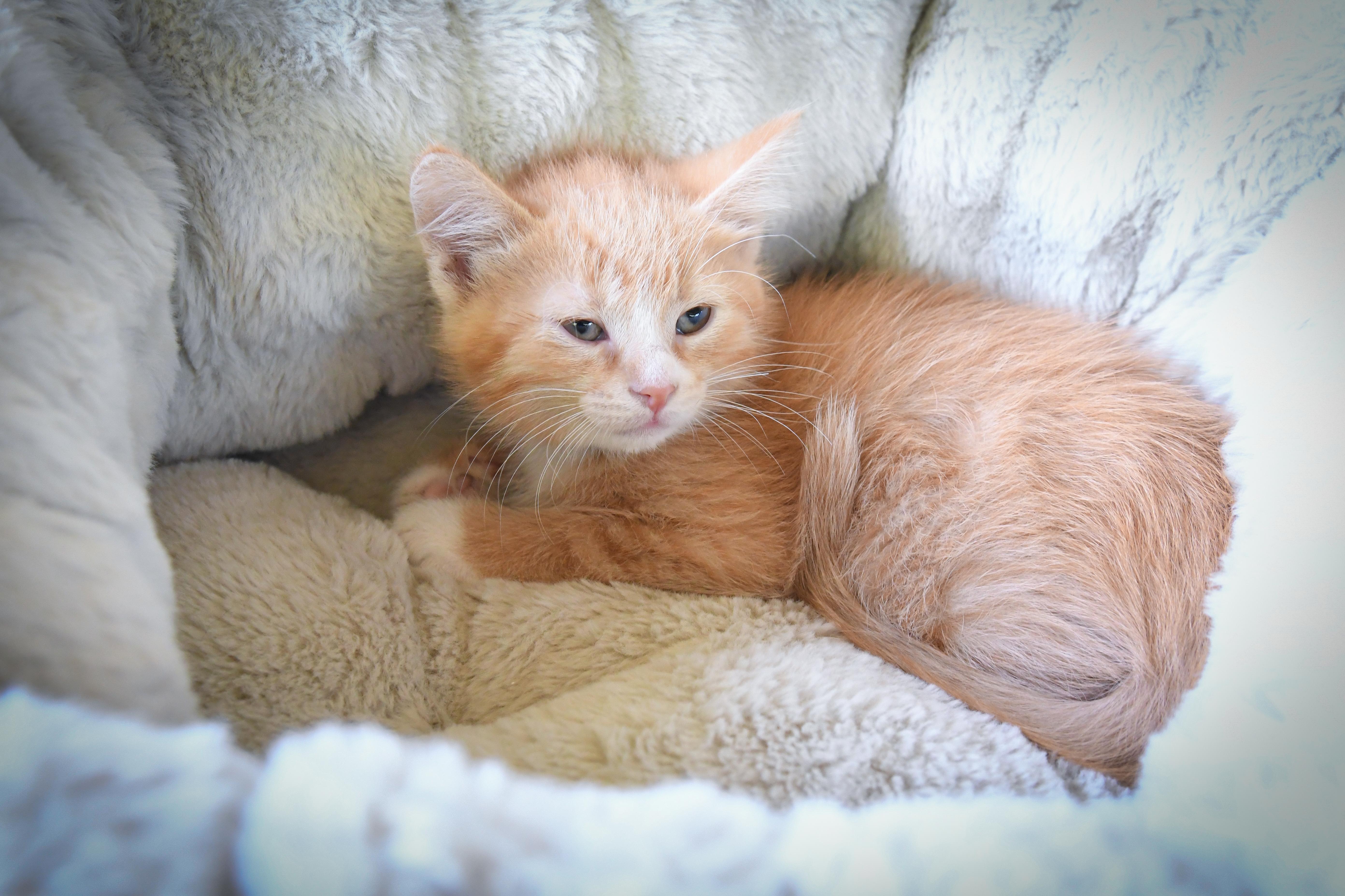 A baby medium-sized female Domestic Short Hair cat named Potato Eater for adoption in Port Washington, WI