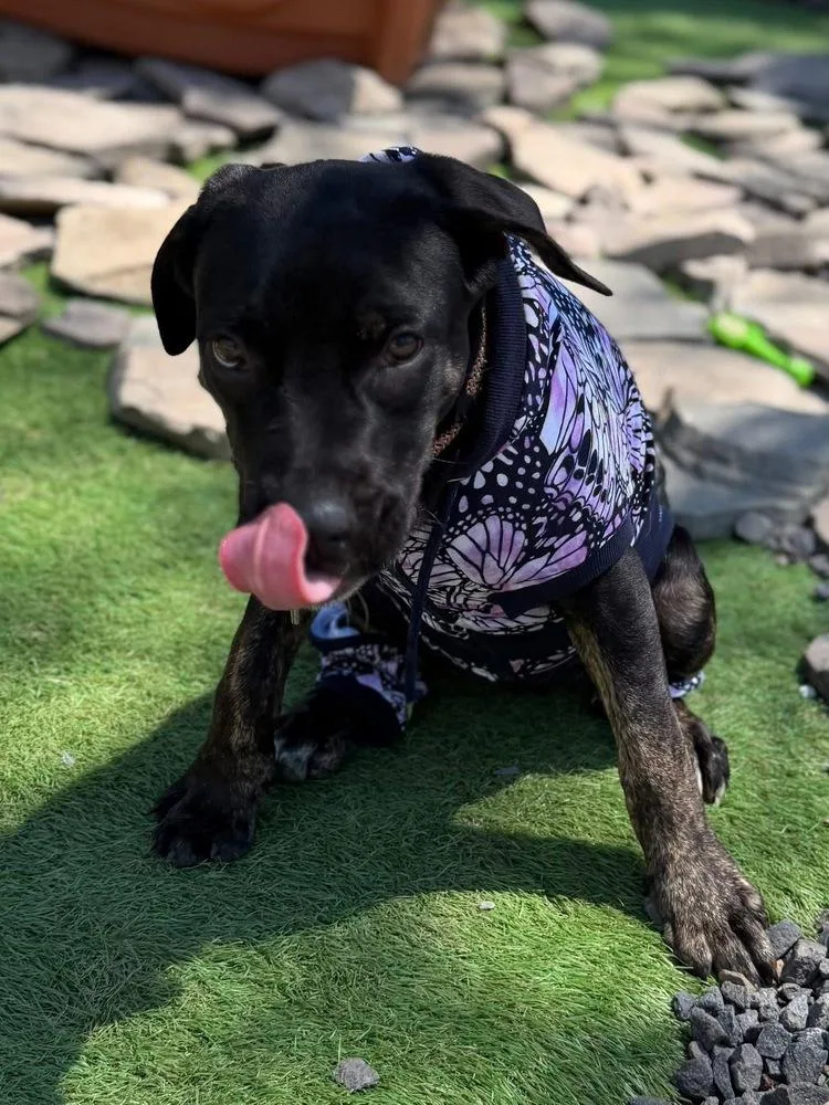 A baby large-sized female Mixed Breed dog named Sally for adoption in Scranton, PA