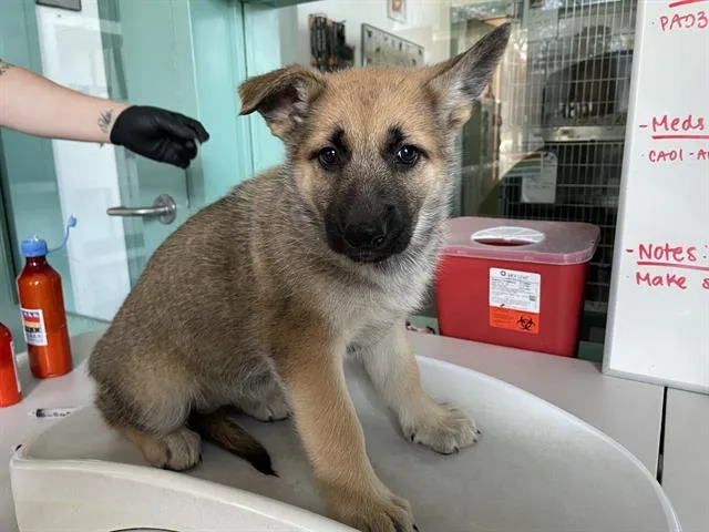 A baby small-sized female German Shepherd Dog dog named Wednesday for adoption in Antioch, CA