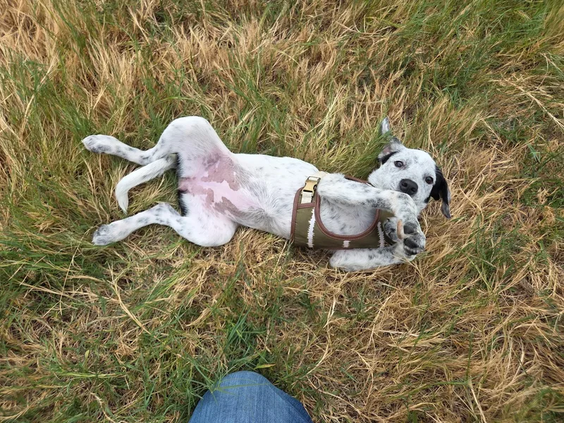 A baby medium-sized female Australian Cattle Dog / Blue Heeler dog named Opal for adoption in Plano, TX