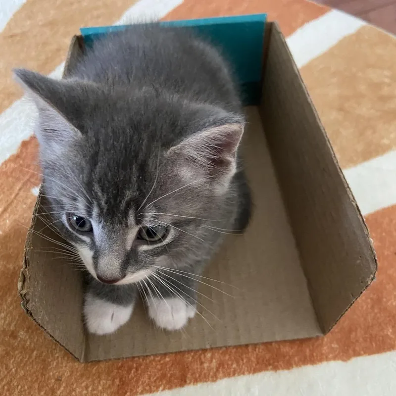 A baby small-sized male Gray / Blue / Silver Domestic Medium Hair cat named Eddie for adoption in Fairfax Station, VA