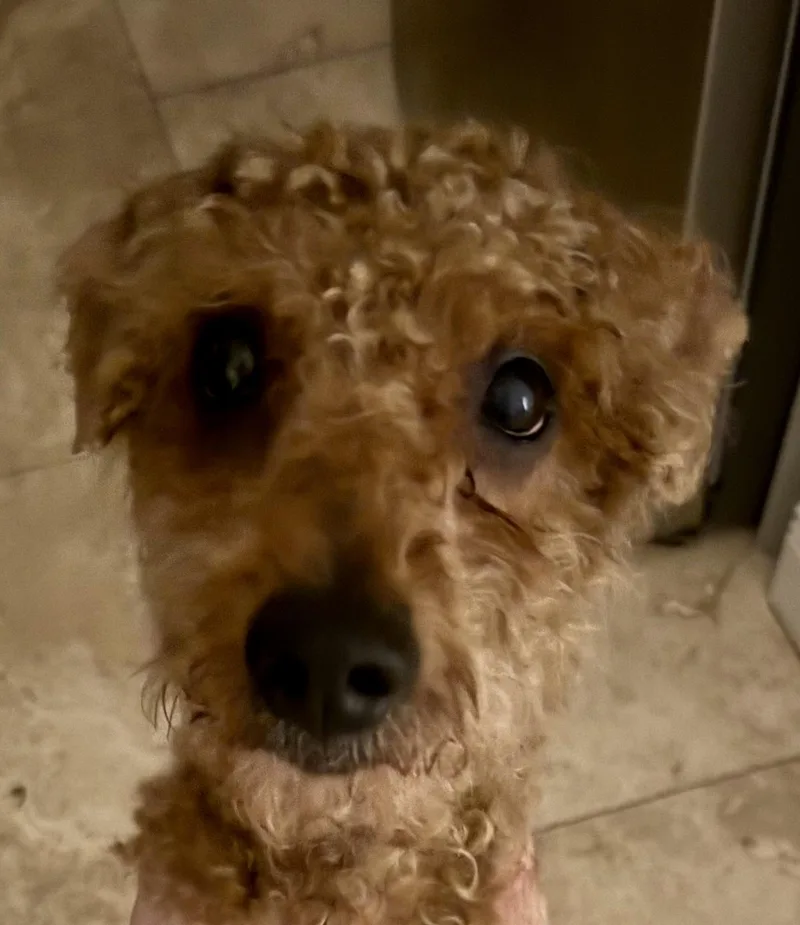 Hypoallergenic Mini Poodle Handsome
