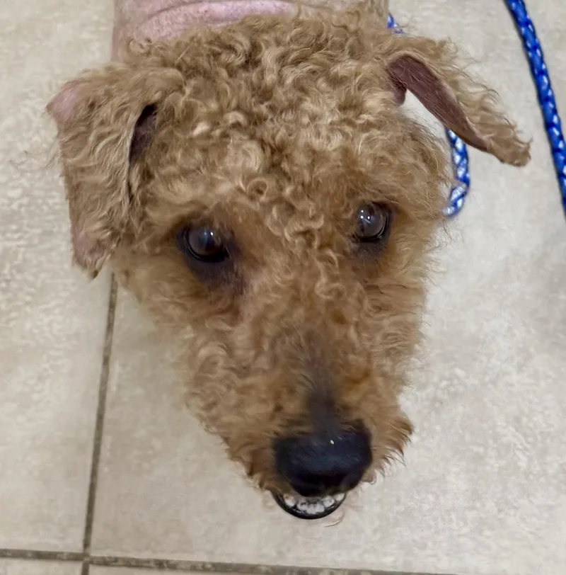 Hypoallergenic Mini Poodle Handsome thumbnail 2