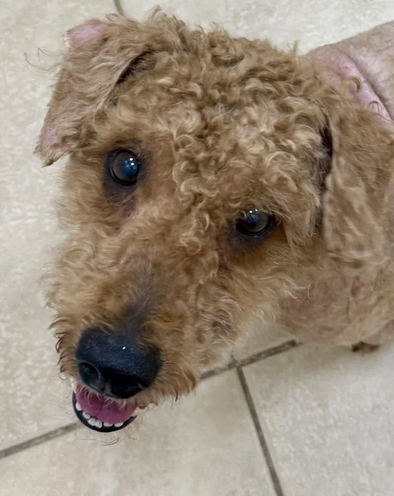 Hypoallergenic Mini Poodle Handsome thumbnail 3
