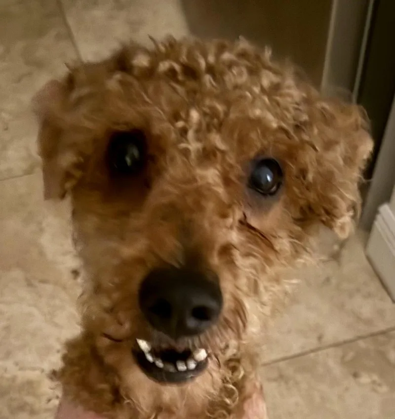 Hypoallergenic Mini Poodle Handsome thumbnail 4
