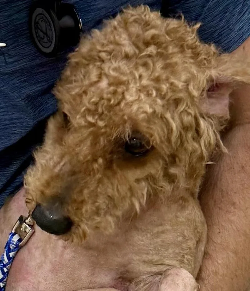Hypoallergenic Mini Poodle Handsome thumbnail 5