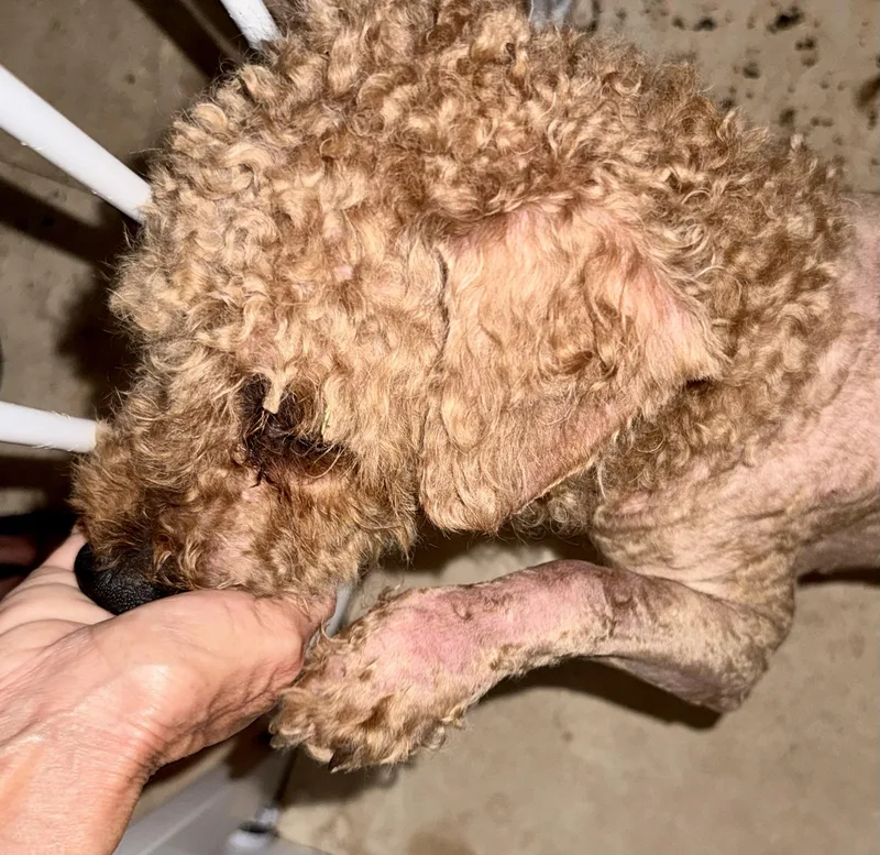 Hypoallergenic Mini Poodle Handsome thumbnail 6