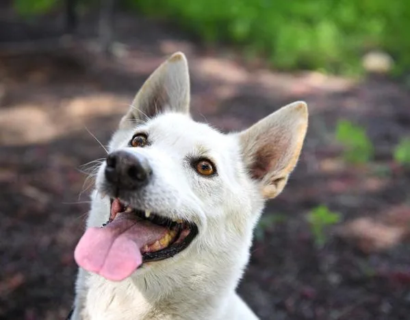 A senior medium-sized male Jindo dog named Lucky for adoption in San Diego, CA