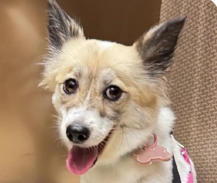 A baby medium-sized female Jindo dog named Gina for adoption in San Ramon, CA