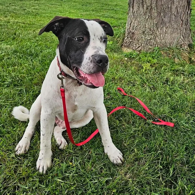 A young large-sized male White / Cream American Staffordshire Terrier dog named Captain for adoption in Grand Island, NE