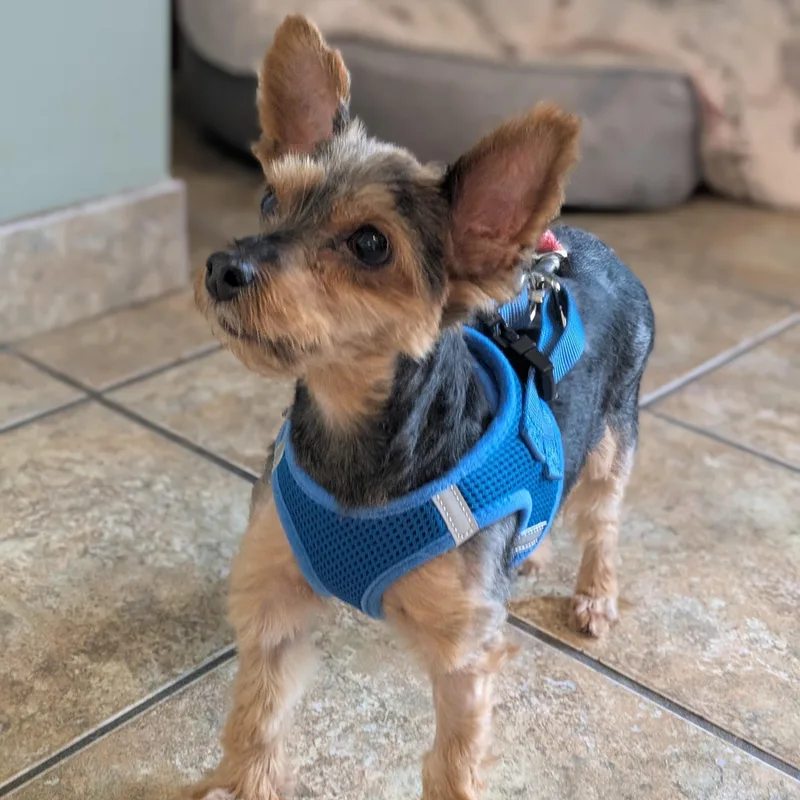 A senior small-sized female Yellow / Tan / Blond / Fawn Yorkshire Terrier dog named Sophie for adoption in Syracuse, NY