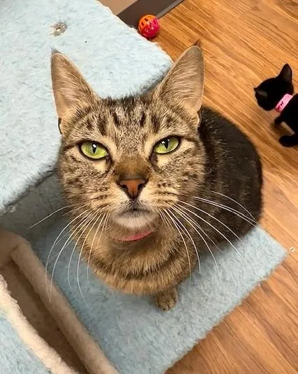 Nadia