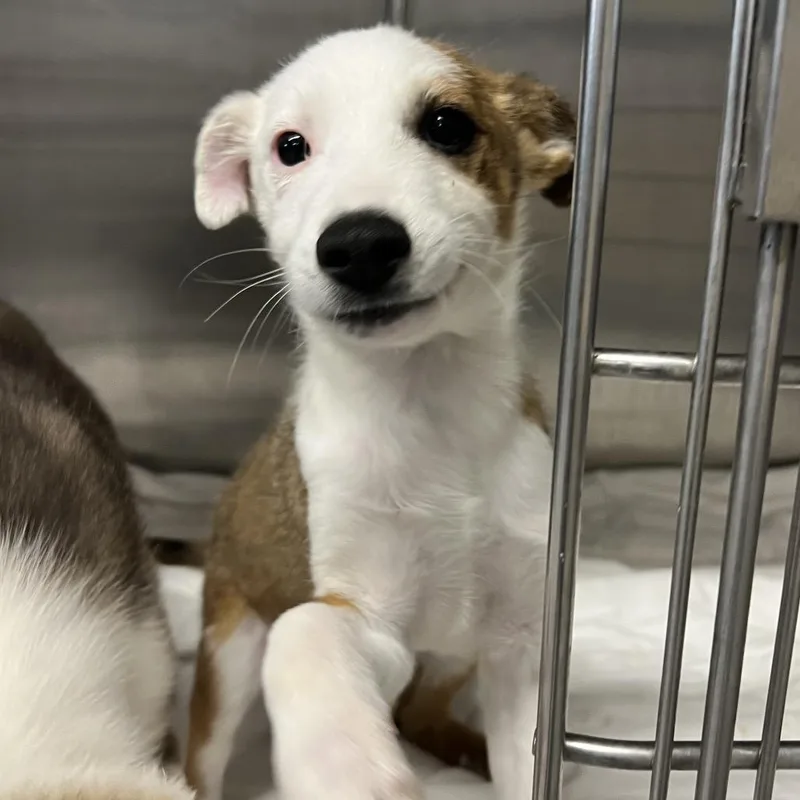 A baby medium-sized male White / Cream Mixed Breed dog named Opie for adoption in Moab, UT
