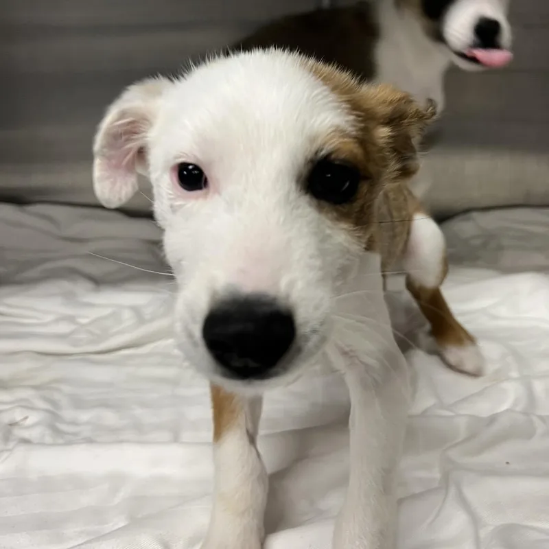 Opie thumbnail 2