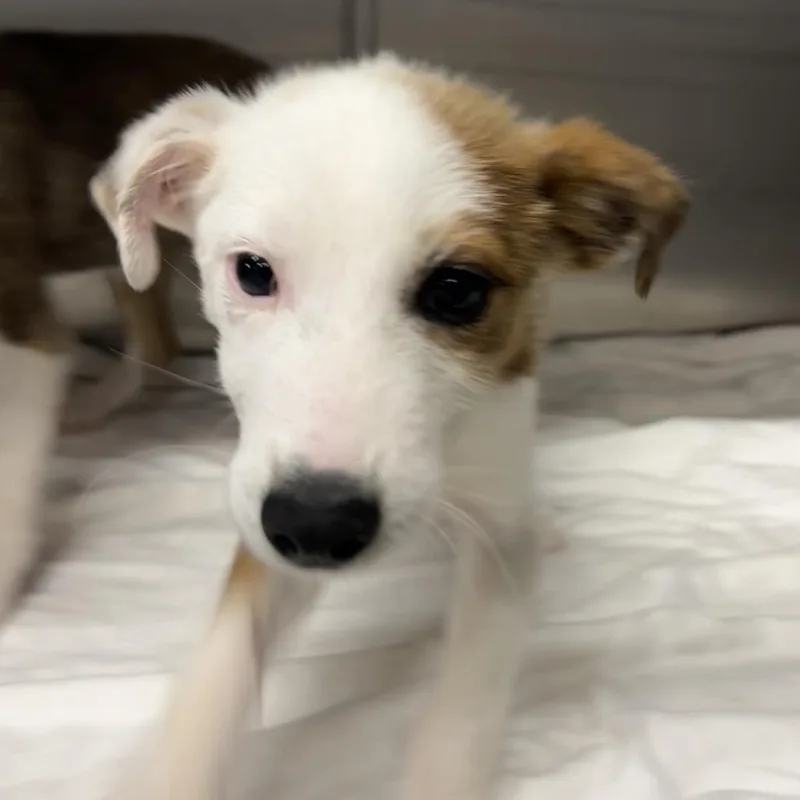 Opie thumbnail 3