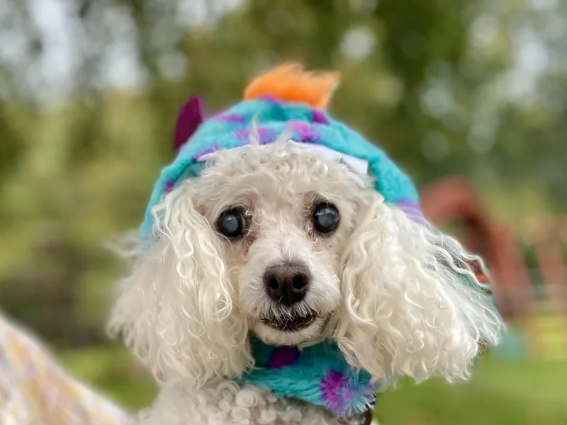 A senior small-sized female Miniature Poodle dog named Sassy for adoption in Mechanicsburg, PA