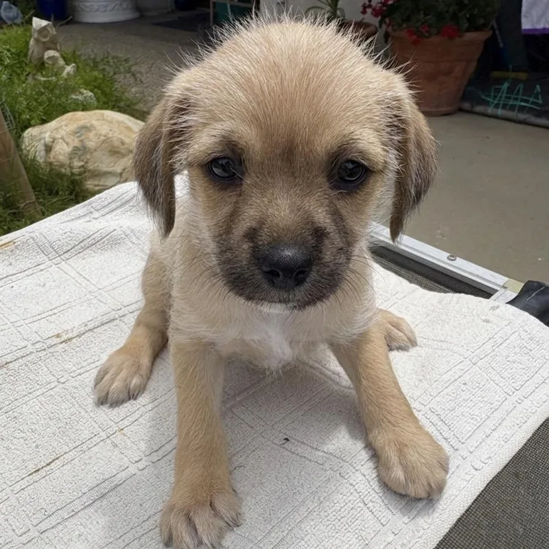 A baby small-sized female White / Cream Terrier dog named Snickers for adoption in San Diego, CA